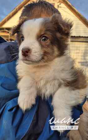 Австралийская овчарка Санкт-Петербург - изображение 3