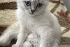 Шотландская прямоухая девочка