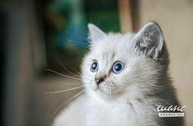 Шотландская прямоухая девочка Калининград - изображение 3