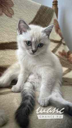 Шотландская прямоухая девочка Калининград - изображение 1