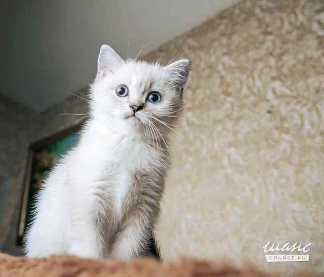 Шотландская прямоухая девочка Калининград - изображение 2