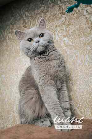 Шотландская прямоухая девочка Калининград - изображение 8