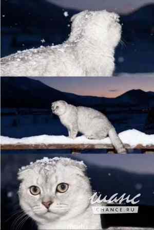 Шотландская прямоухая девочка Калининград - изображение 9