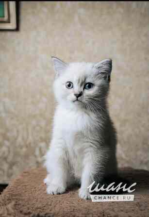 Шотландская прямоухая девочка Калининград - изображение 6