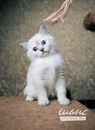 Шотландская прямоухая девочка Калининград - изображение 7