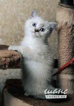 Шотландская прямоухая девочка Калининград - изображение 5