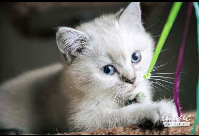 Шотландская прямоухая девочка Калининград - изображение 4