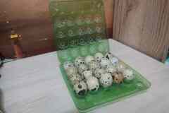 Перепелиное яйцо, домашнее