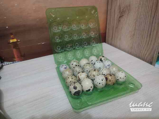 Перепелиное яйцо, домашнее Воронеж - изображение 1