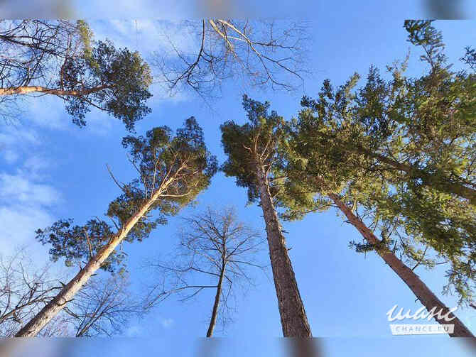 Земельный участок 10 соток, ИЖС, Сосновый переулок Москва - изображение 1