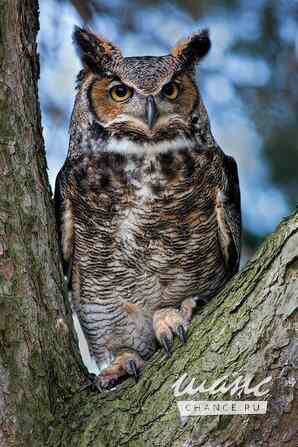 Сакральный Психолог, Энергоцелитель (быстрая помощь в трудной ситуации) Москва - изображение 3