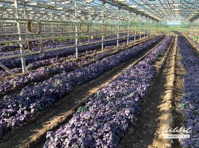 продажа - производственные и складские помещения Жуков - изображение 4