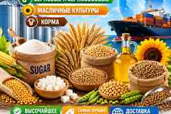 Сахар, зерновые и зернобобовые, масличные культуры, корма