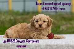 Щенки Петербургской орхидеи