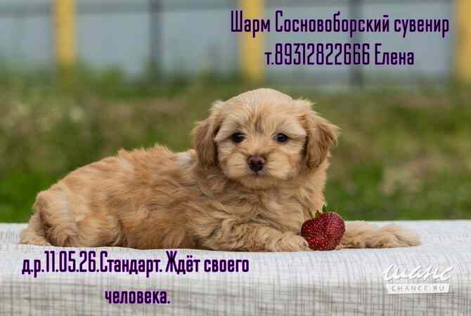Щенки Петербургской орхидеи Санкт-Петербург - изображение 1