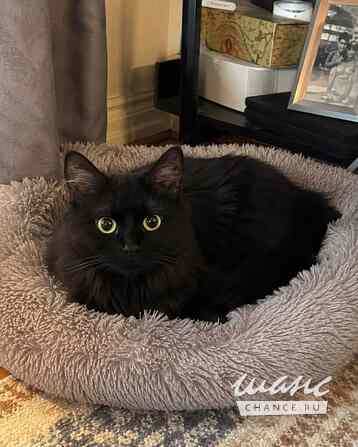 Котик Мотя ищет дом Москва - изображение 3