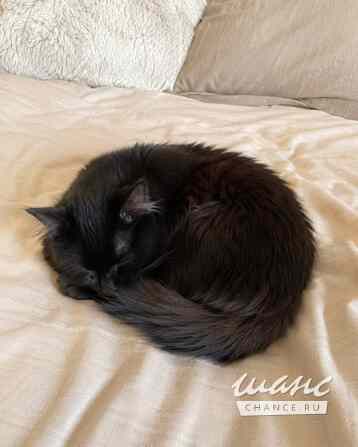 Котик Мотя ищет дом Москва - изображение 7