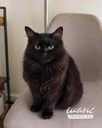 Котик Мотя ищет дом Москва - изображение 4