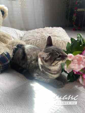 Котенок ищет дом Воронеж - изображение 4