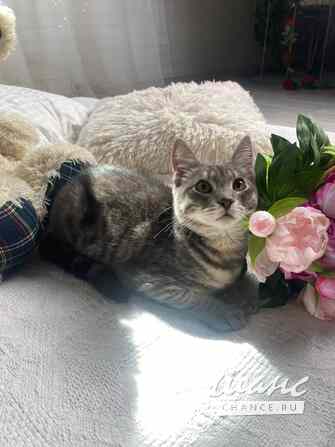 Котенок ищет дом Воронеж - изображение 3