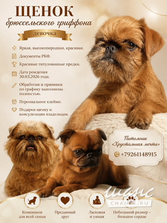 Эффектная девочка гриффон Москва - изображение 1
