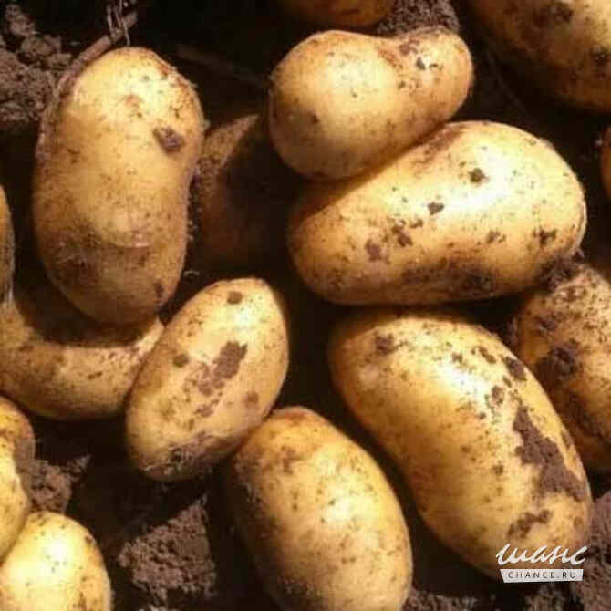 Оптовый поставщик овощей на осенне-зимний сезон Барнаул - изображение 1