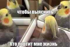 Выслушивание, нытинг, собеседник на час
