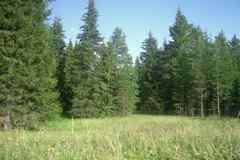 27.3 га из двух участков одним лотом в лесном массиве рядом с гольф клубом Горки.